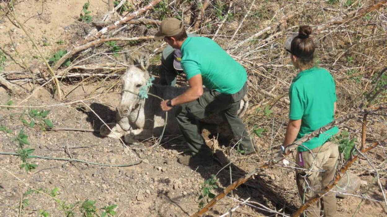 El Oasis Park de La Lajita acude en ayuda de 'Pancho', el burro salvaje de Jandía