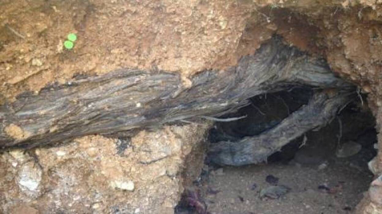 La parra más vieja de Fuerteventura resiste en las montañas de Antigua