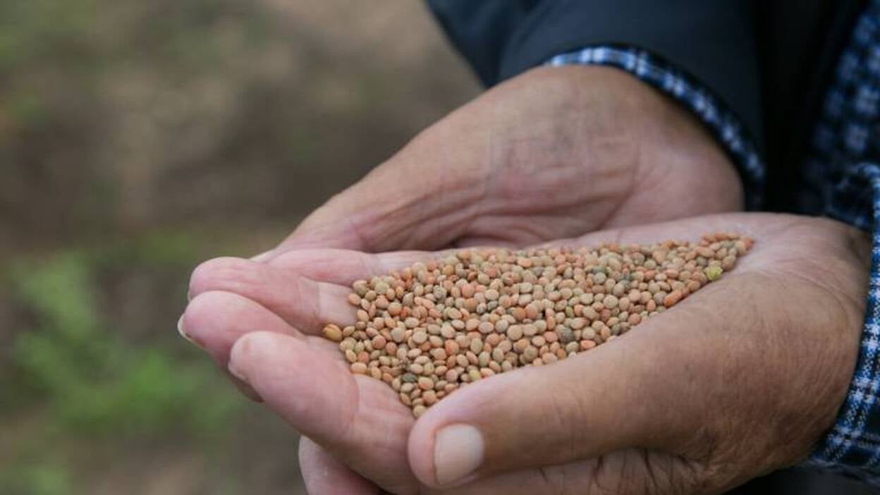 La lenteja majorera, firme candidata a la Denominación de Origen