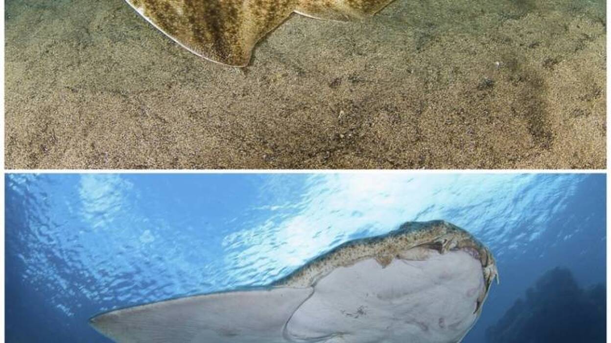 Canarias, Alemania y G.Bretaña unen fuerzas a favor del tiburón más amenazado