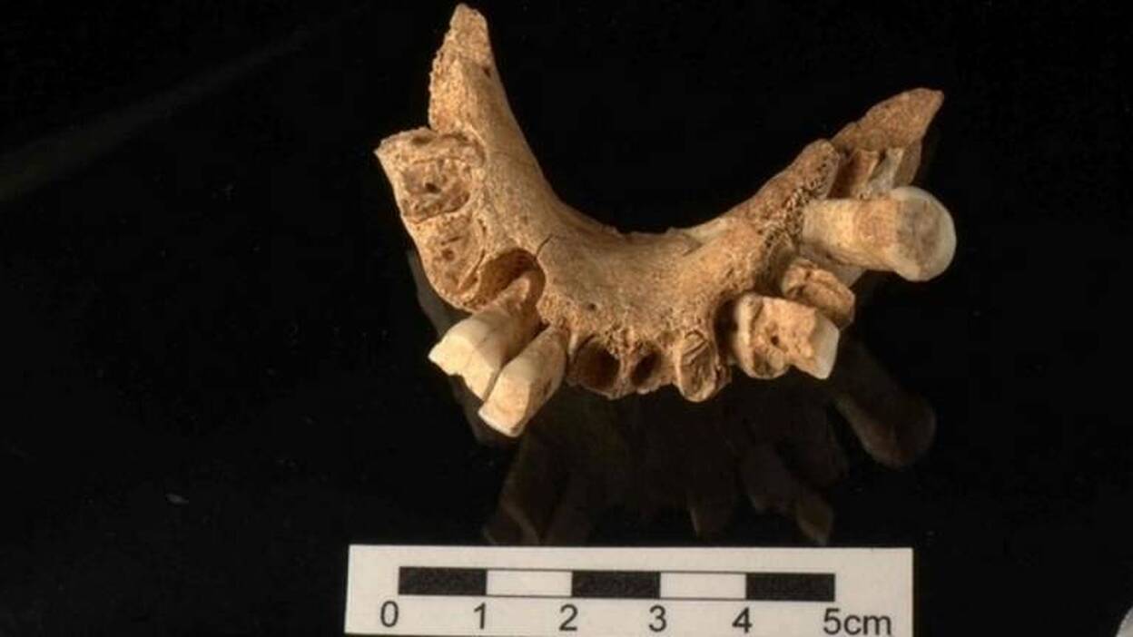 Evidencias de higiene oral entre los primeros homínidos de Europa