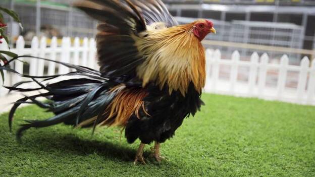 2017, es el año del gallo