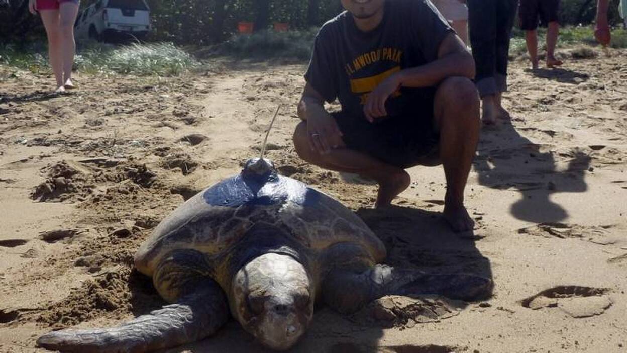 Las tortugas marinas utilizan la posición del sol para orientarse