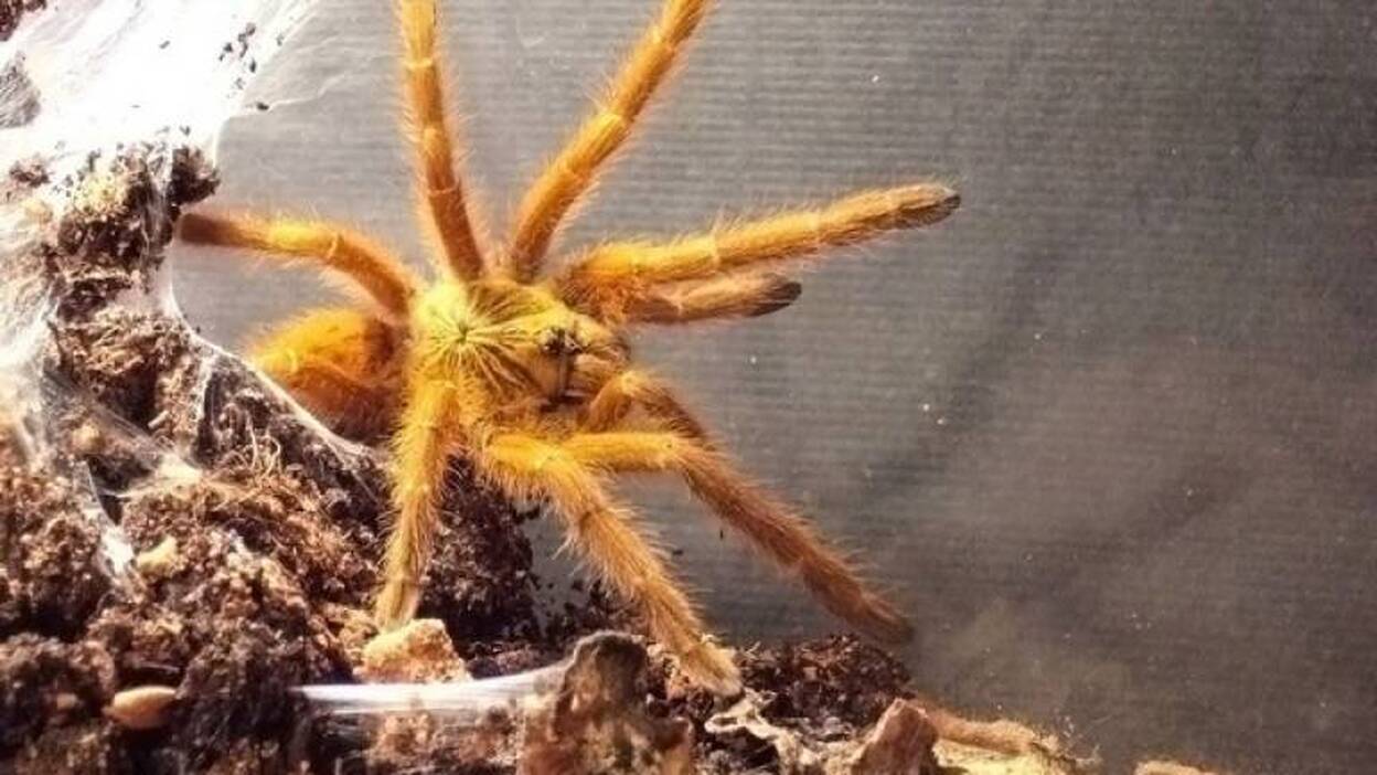 Una seda de araña demuestra prestaciones como la de Spiderman