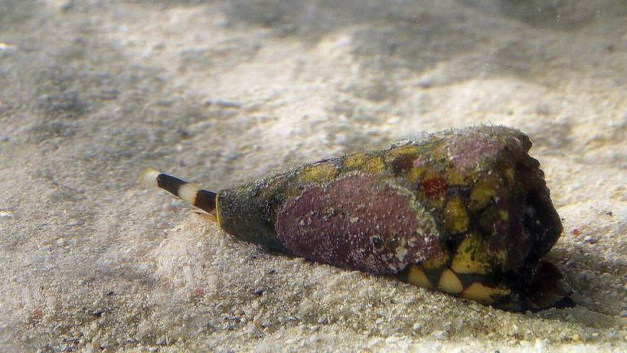 La acidificación de los océanos afecta capacidades de caracoles marinos conos