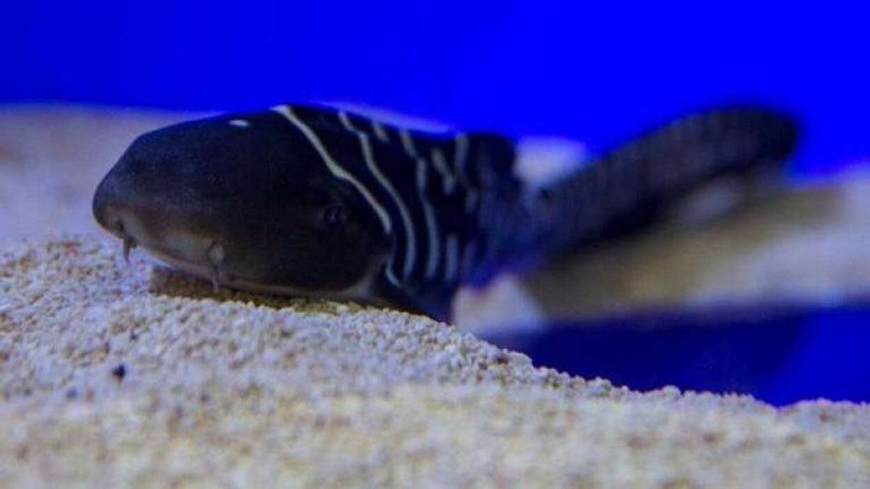 Loro Parque logra el nacimiento del primer tiburón cebra en España