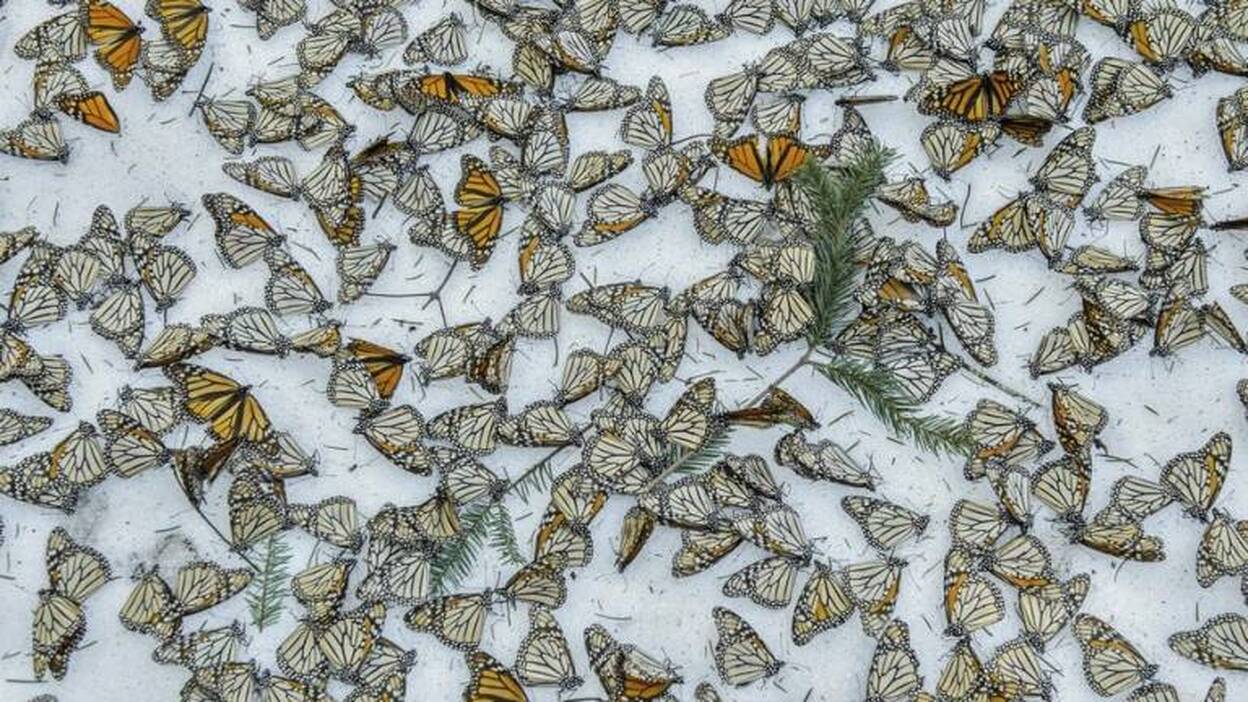 Tres fotógrafos españoles, premiados en el World Press Photo