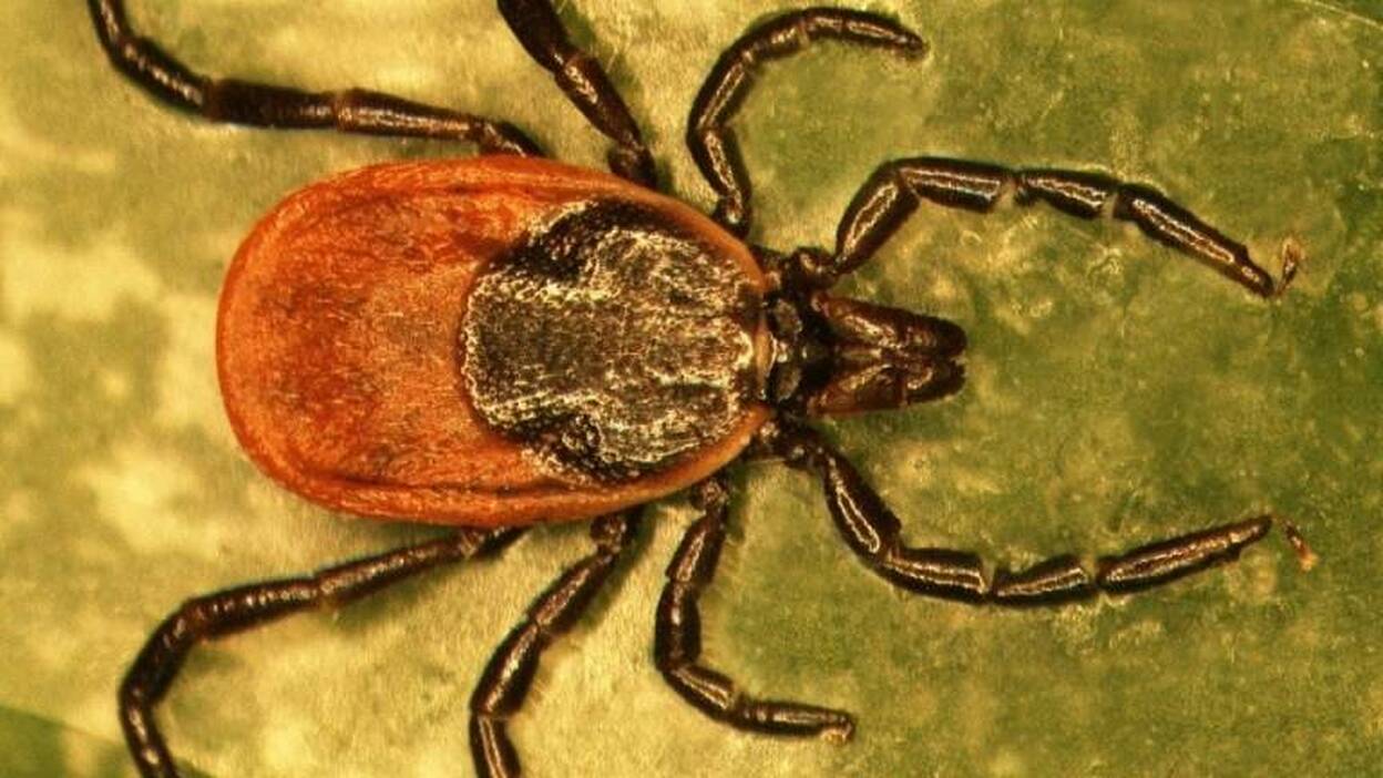 Descubren las estrategias de las garrapatas para protegerse de los patógenos que transmiten