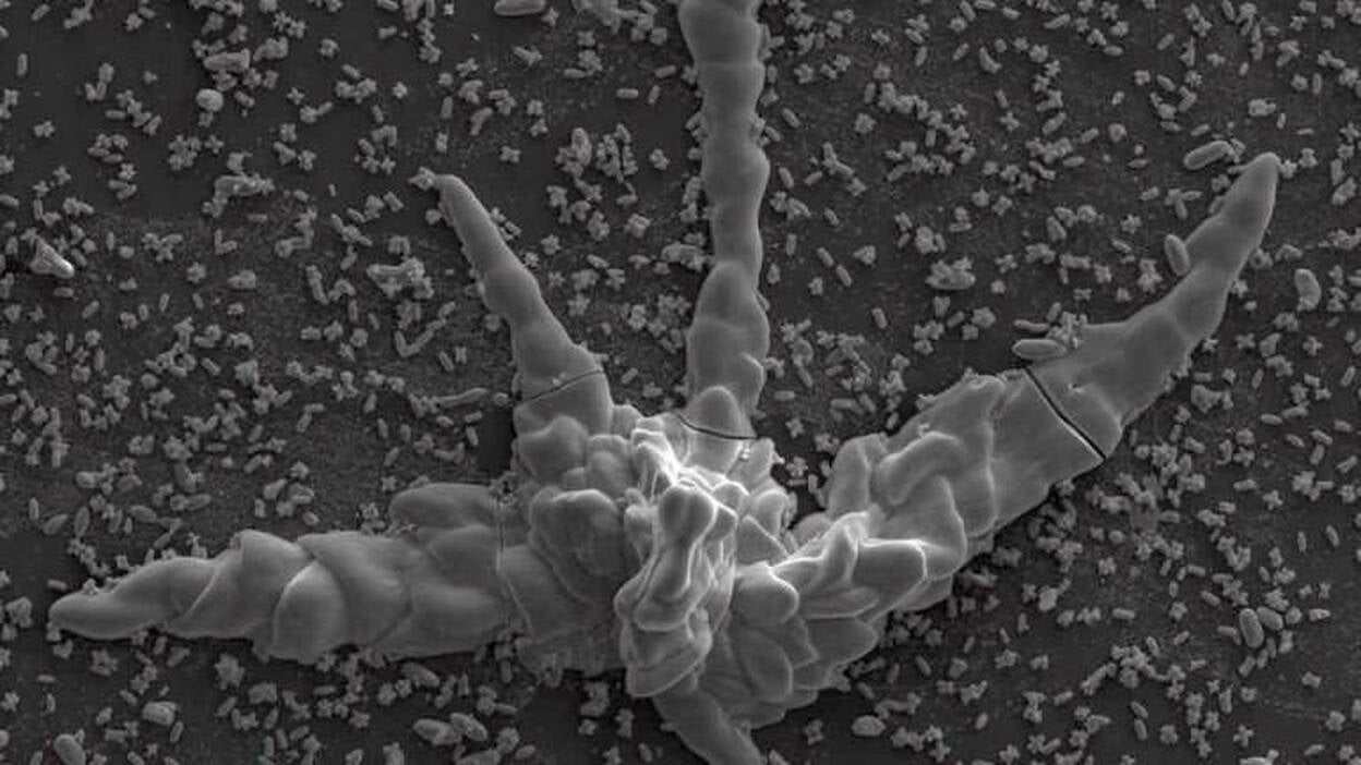 La materia inorgánica puede disfrazarse de fósiles de vida primitiva