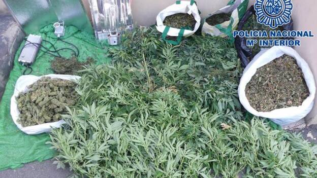 Desmantelado un cultivo con 80 plantas de marihuana en Telde