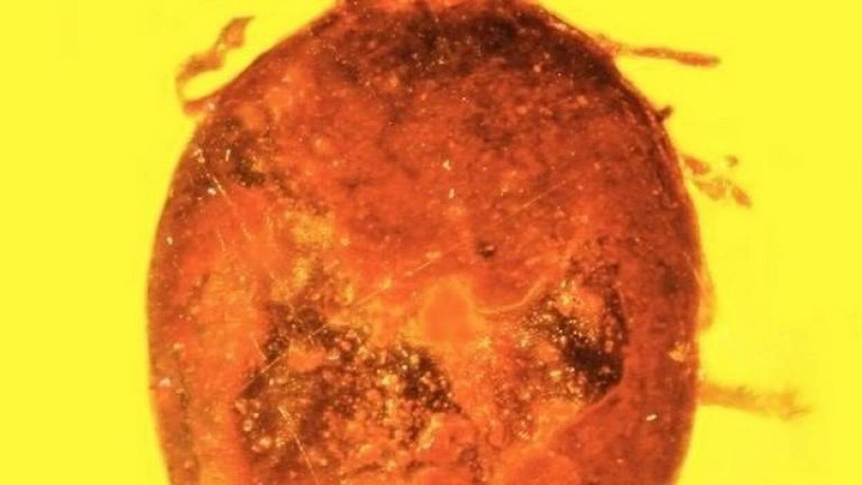 Primeras células rojas de sangre fósiles preservadas en ámbar