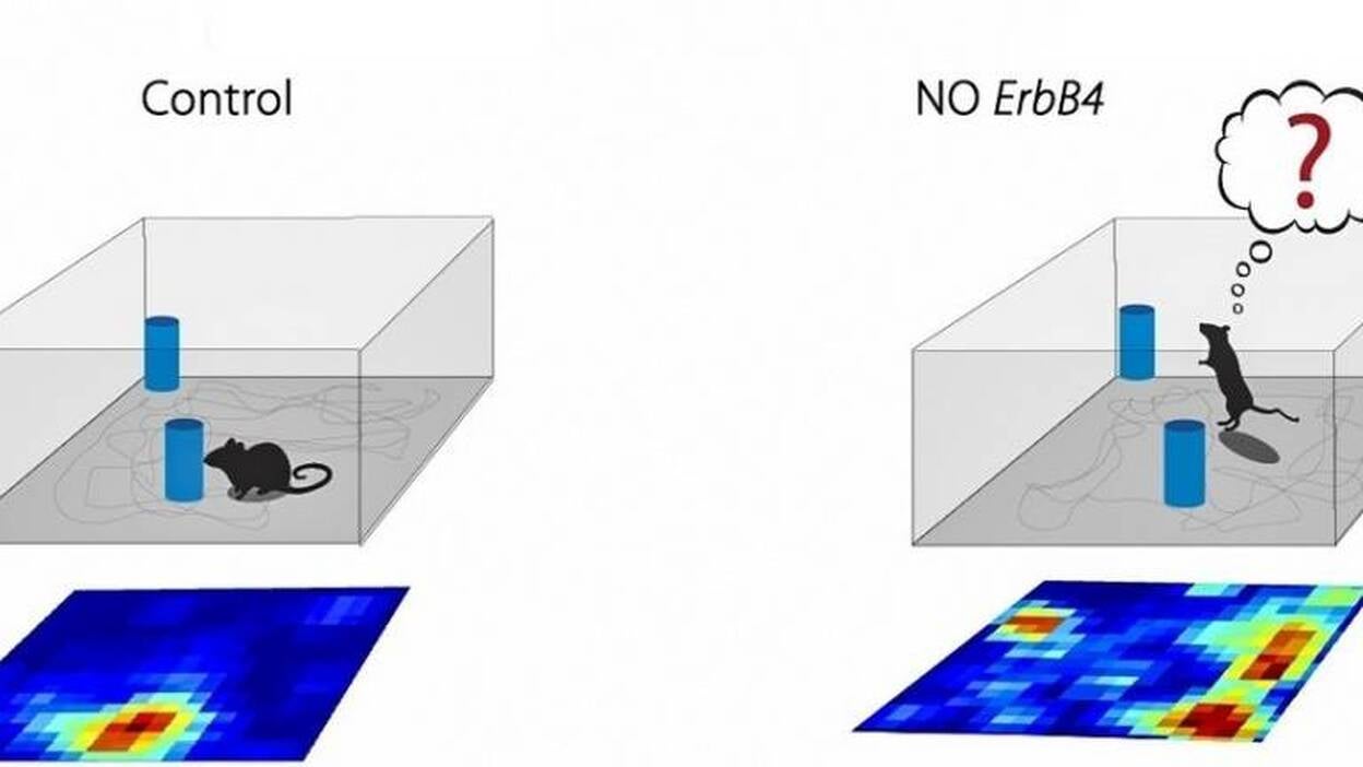 Investigadores españoles descubren un mecanismo neuronal clave para la orientación espacial
