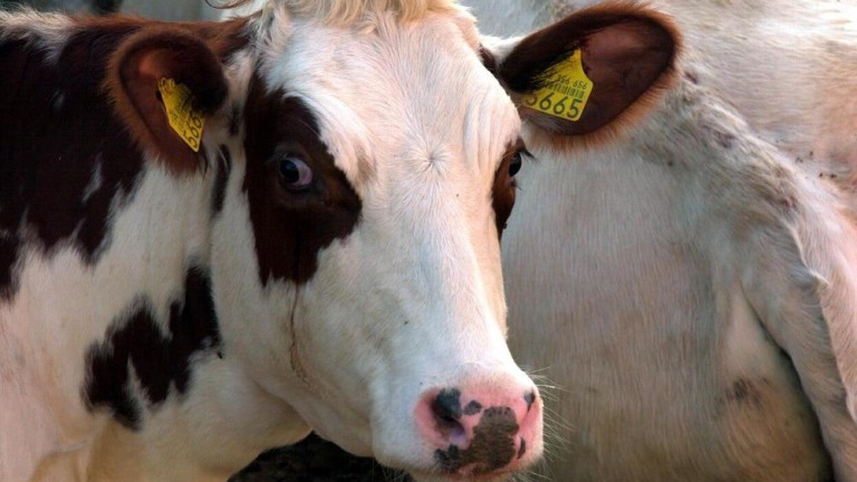 Canarias registra el precio en origen de la leche de vaca más alto de España