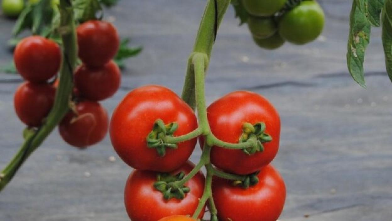 Usos del tomate en La Aldea