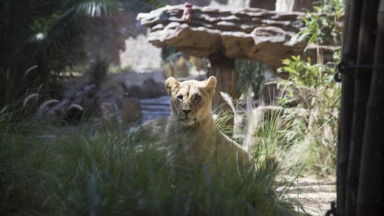Las leonas que quieren ser bautizadas