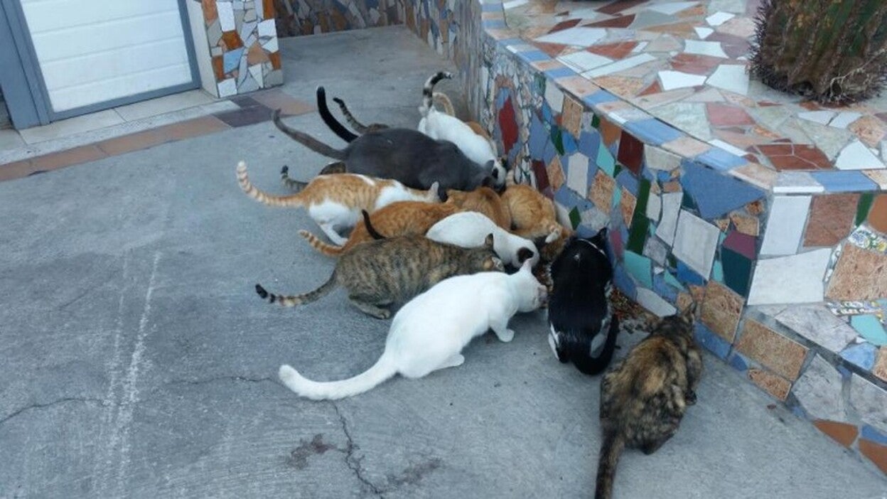 San Bartolomé quiere reducir la población de gatos