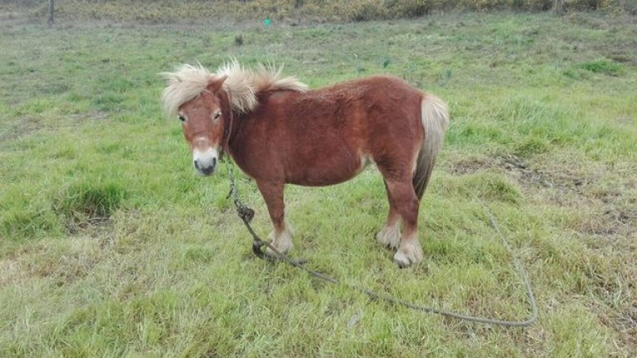 Condenan a una mujer por atar un poni y dejarlo morir