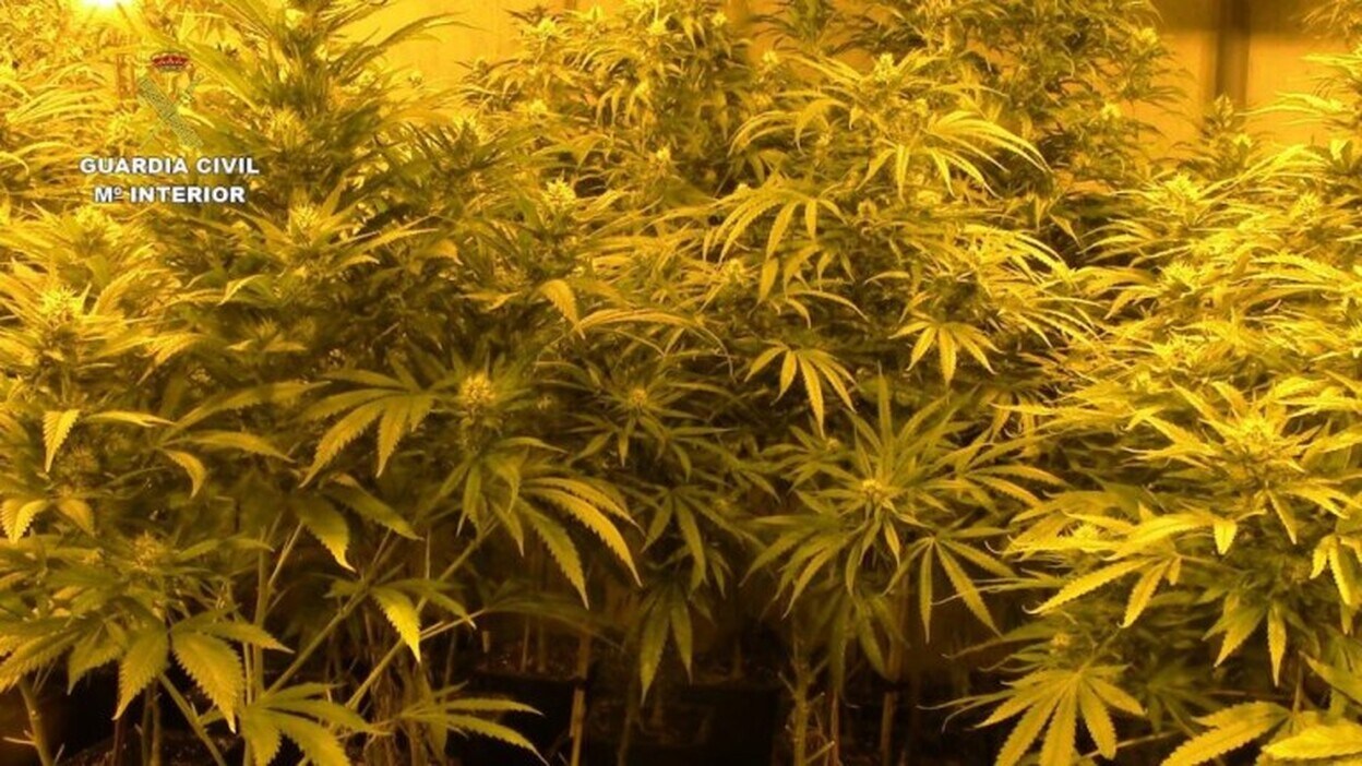 4.300 plantas de marihuana incautadas y 12 detenidos