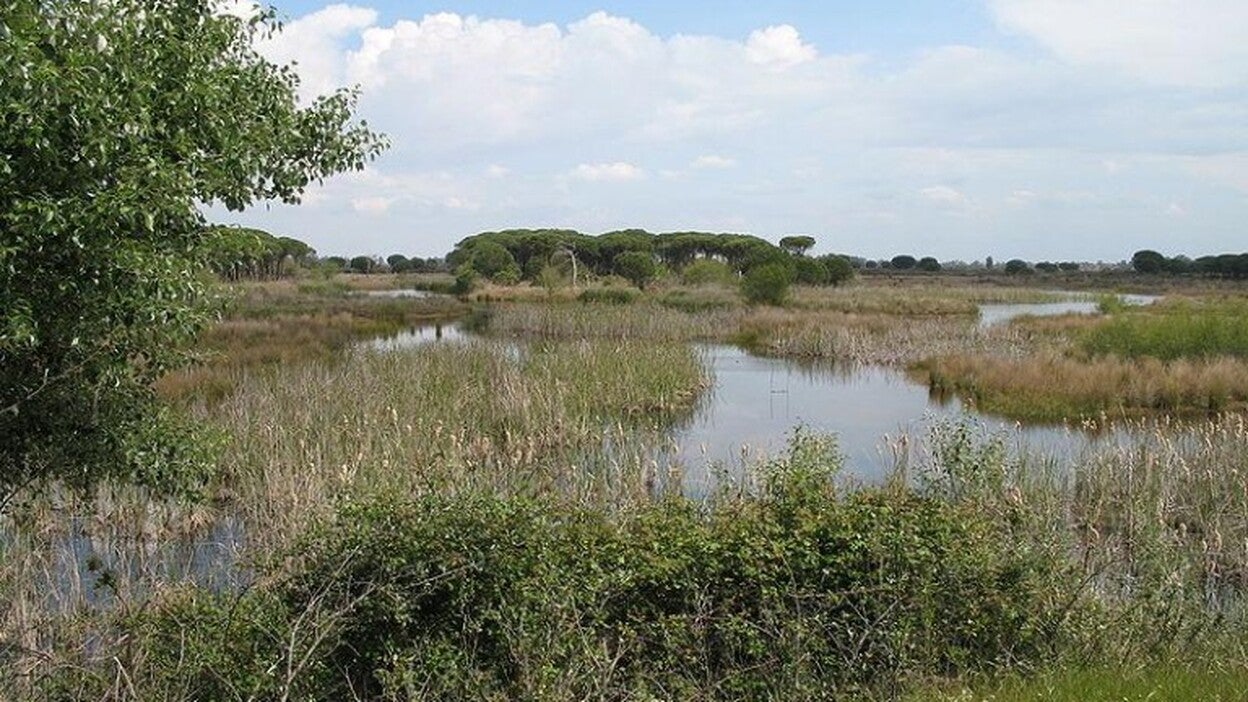 Hallan por primera vez restos de insecticidas en huevos de aves en Doñana
