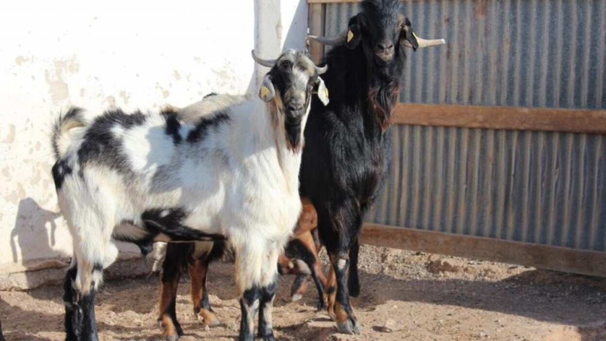 Los criadores de cabra de Fuerteventura participan en la feria de La Apañada