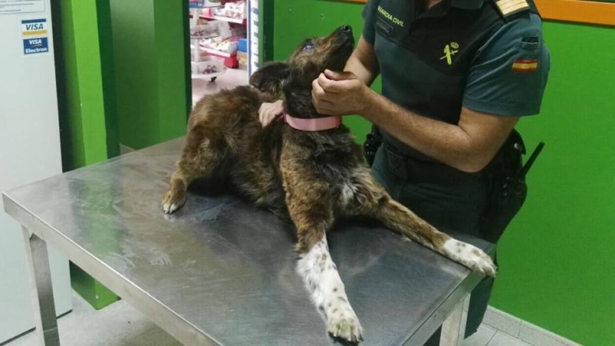 La Guardia Civil adopta a una perrita que rescataron