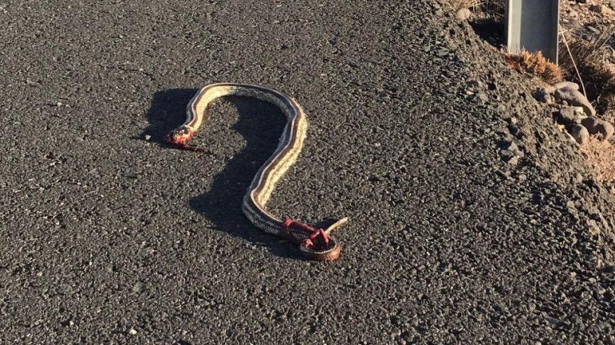Atropella una serpiente en Playa del Inglés