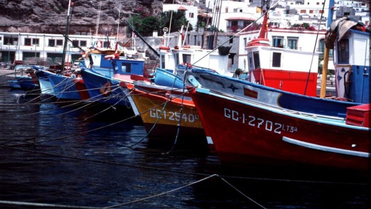 25 toneladas de atún rojo en Mogán