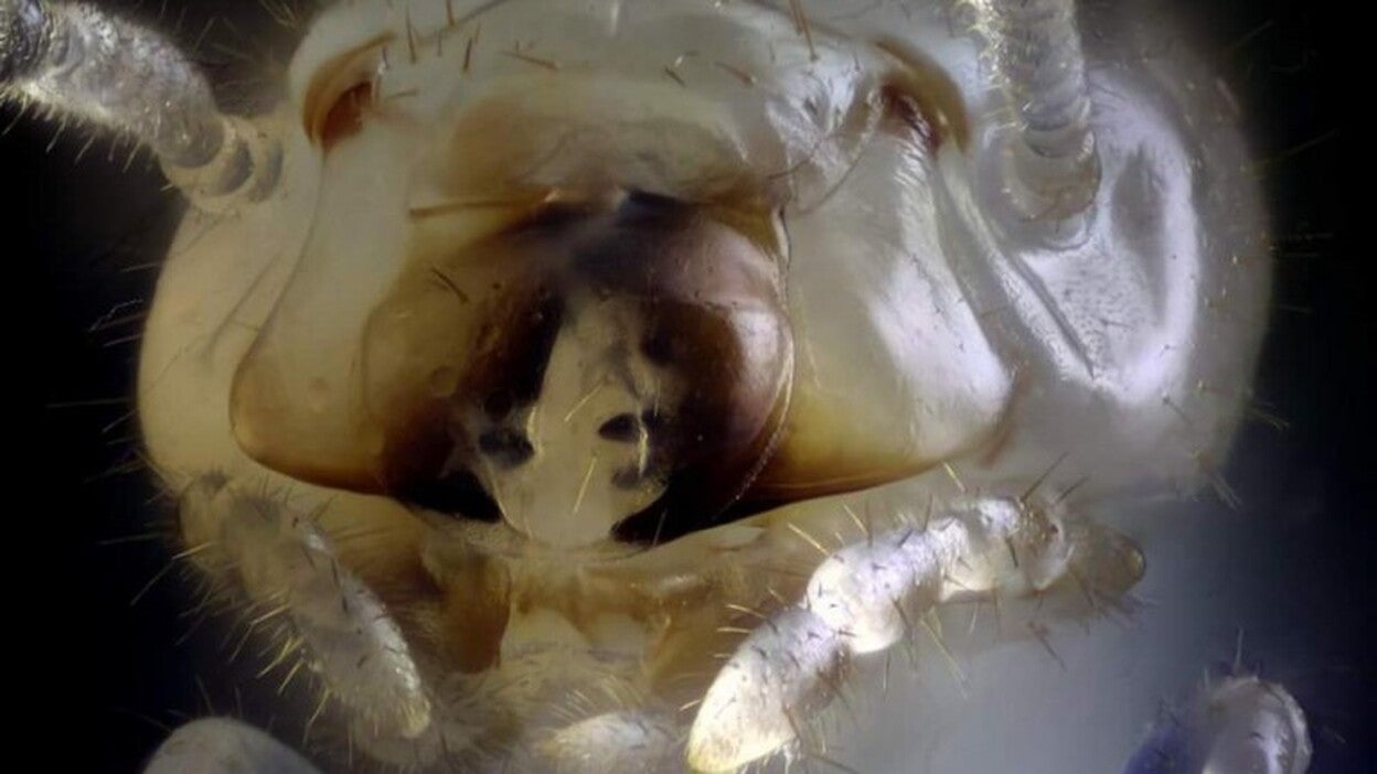 Detectada en Tenerife una especie de termita invasora