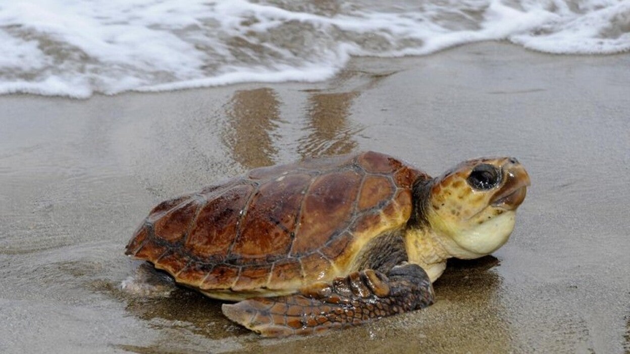 Las Canteras celebra el Día de Los Océanos
