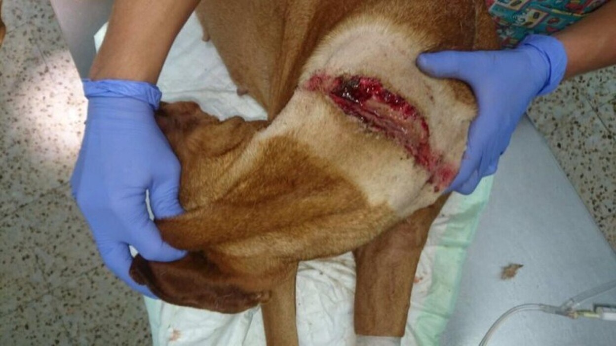 Investigado por maltratar y abandonar a un perro en La Orotava