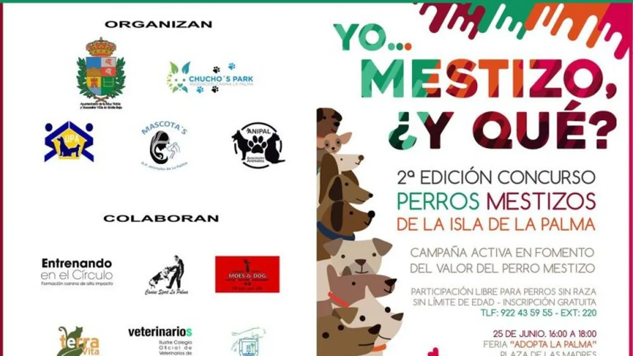 Breña Baja acoge la II Feria de Adopción de animales