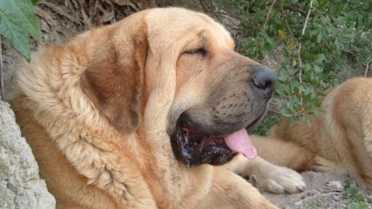 Fallece una mujer de 70 años tras el ataque de un perro mastín