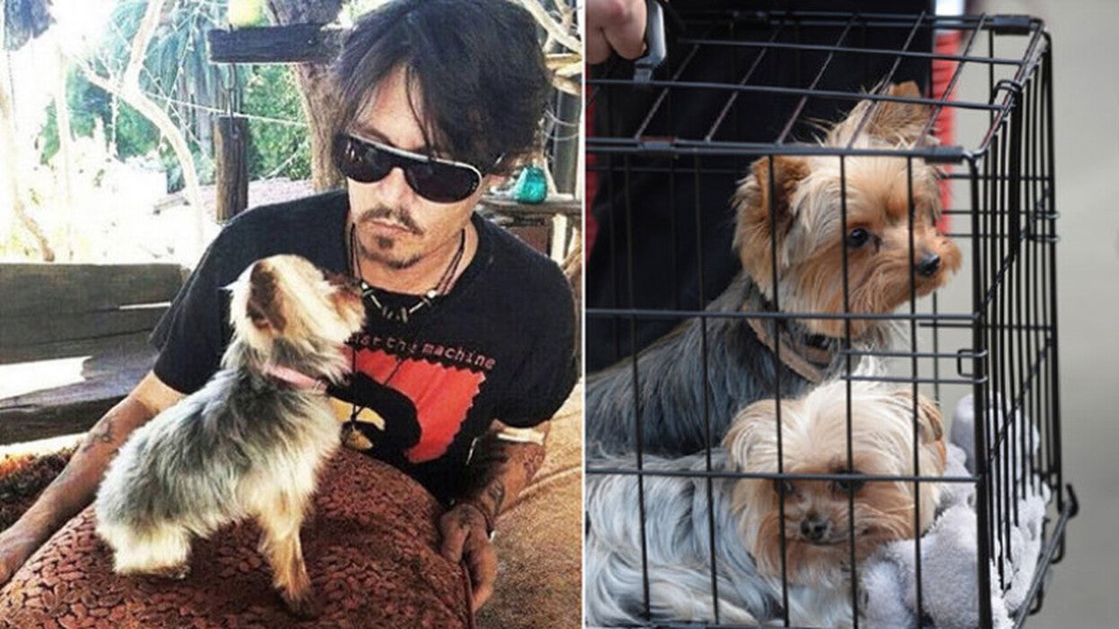 Amenazan con denunciar a Johnny Depp por perjurio