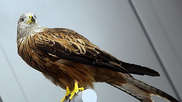 Aterrizaje. Un águila pescadora a punto de posarse. Cada una de sus plumas cumple con una función específica en el proceso.