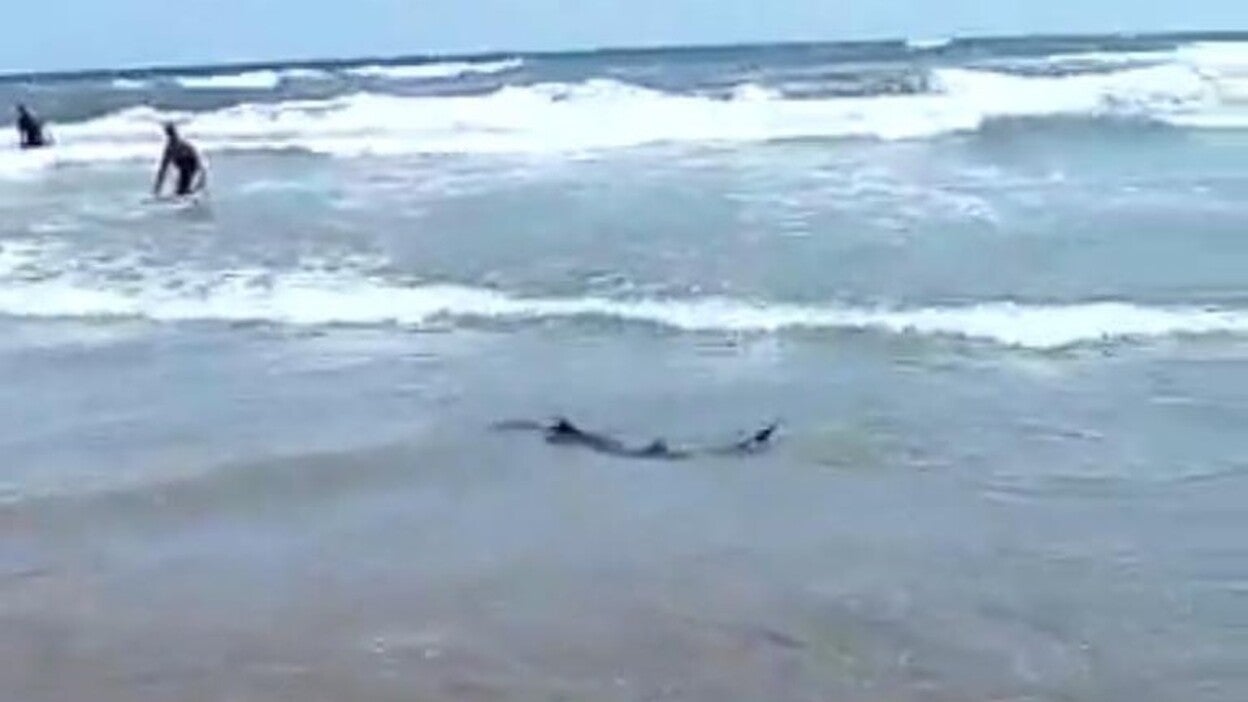 San Bartolomé desmiente que haya tiburones en sus playas