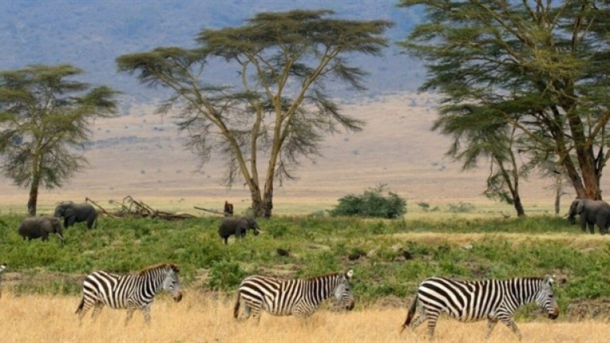 La Tierra asiste al preludio de una extinción global