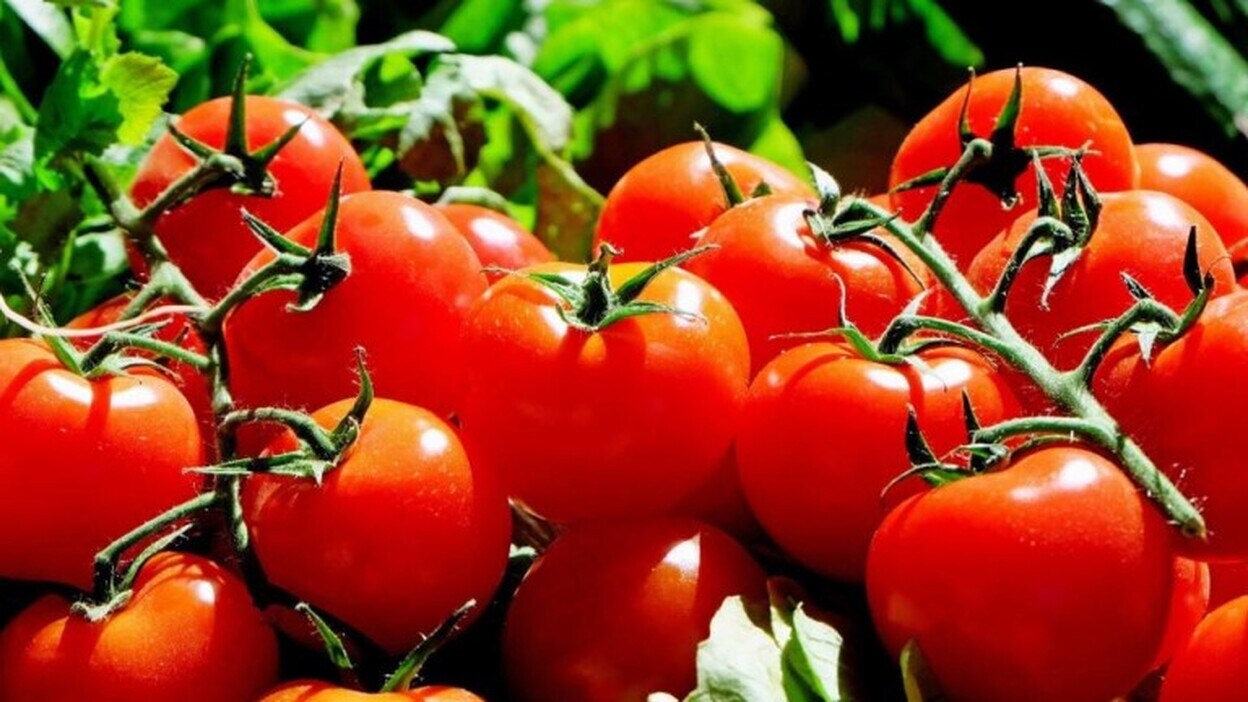 Consumir tomate podría reducir el riesgo de cáncer de piel