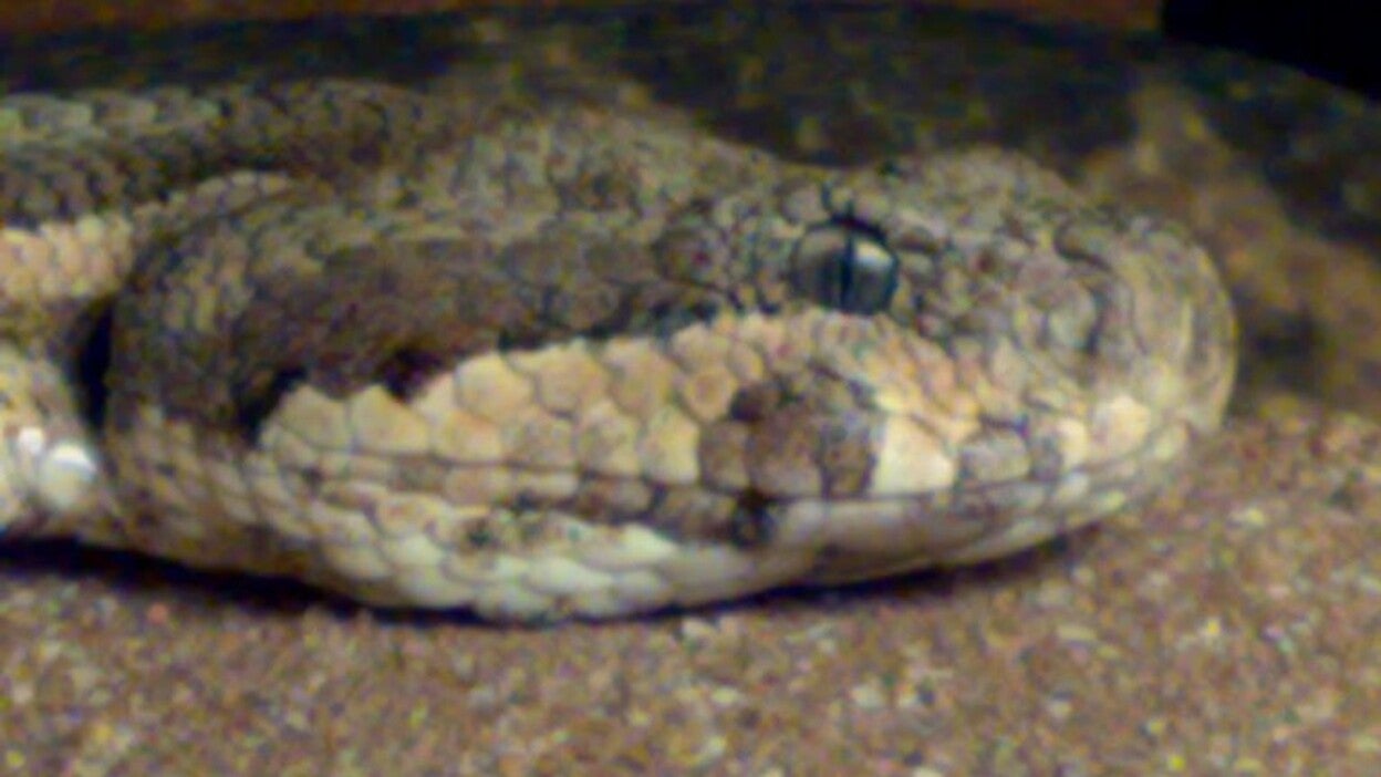 Sobrevive 24 días alimentándose de carne de serpiente