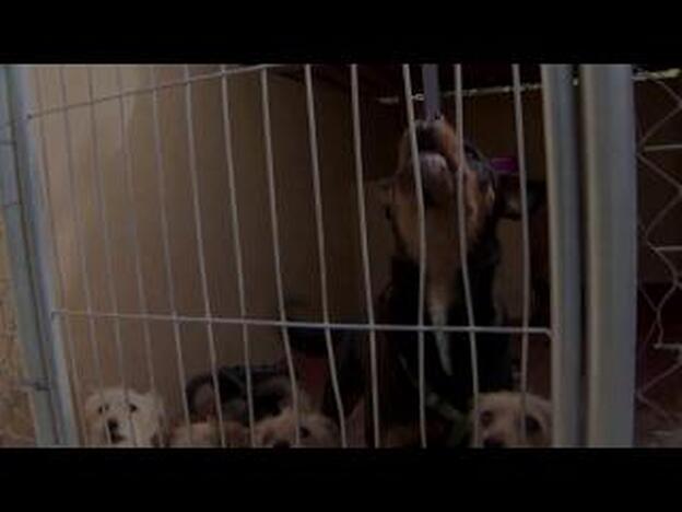 Campaña ‘Súper Dogs’ contra el abandono de mascotas