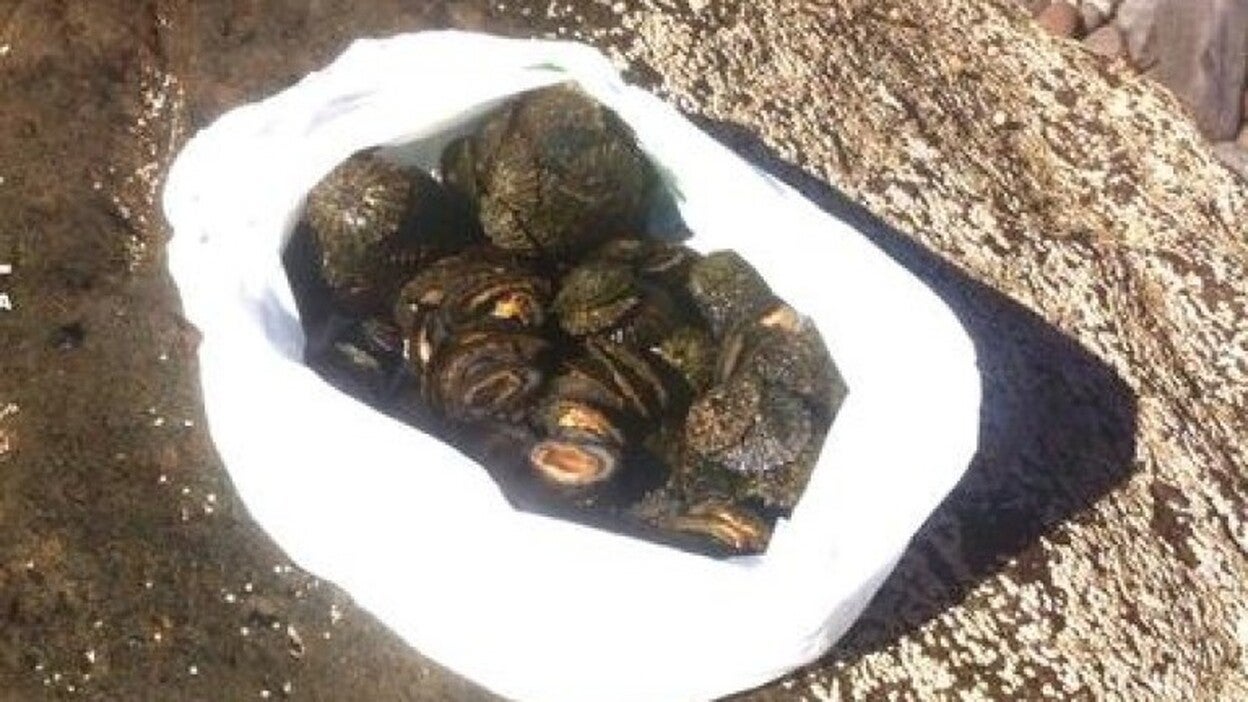 Pillados en Las Canteras con cinco kilos de lapas