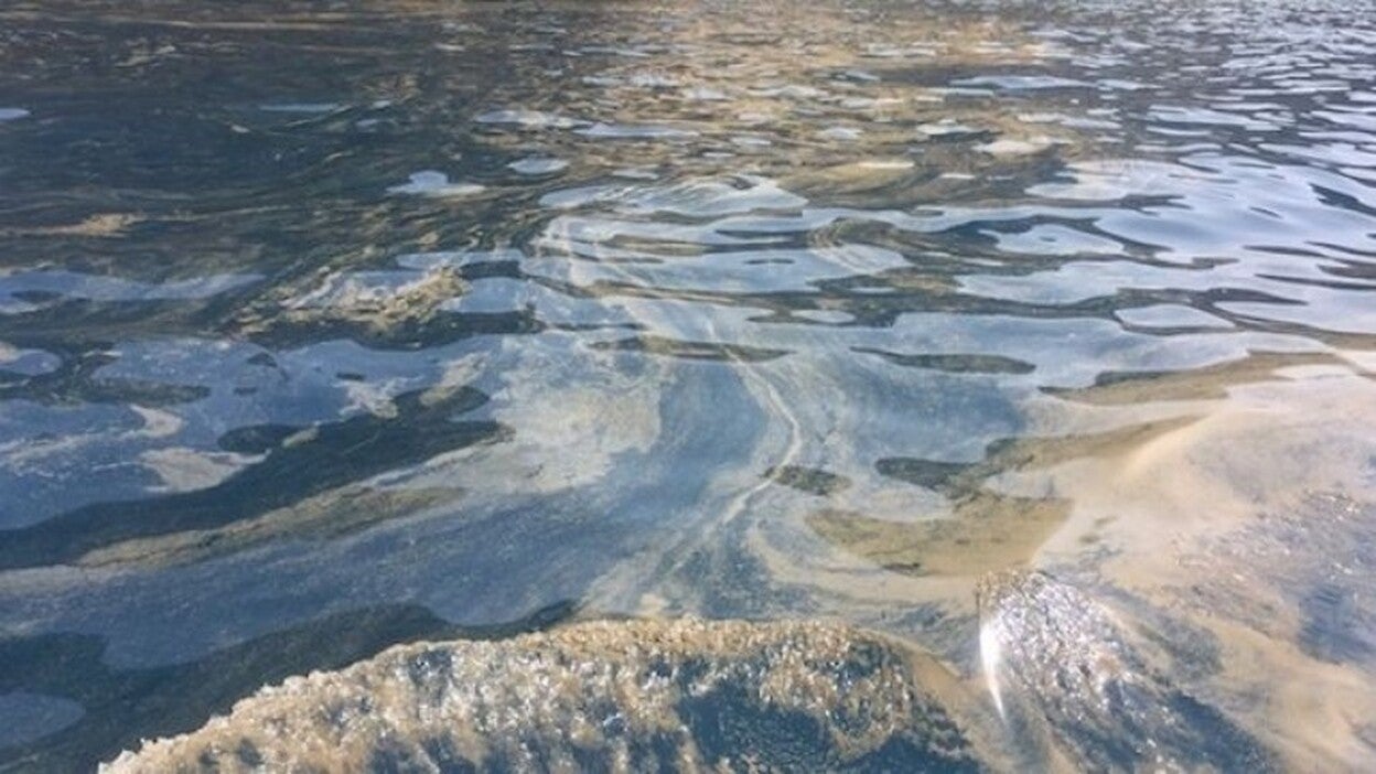 El Gobierno canario insiste en desvincular las microalgas de los vertidos