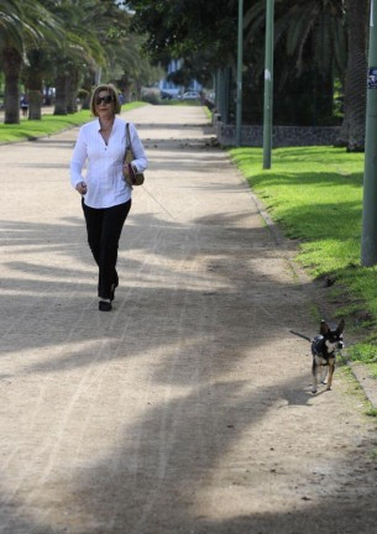 El Ayuntamiento abrirá las guaguas a los perros