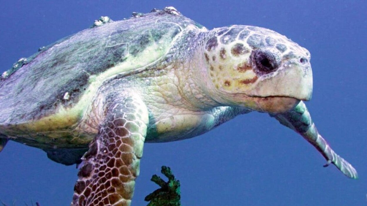 Instalan transmisores en tortugas bobas para analizar su comportamiento