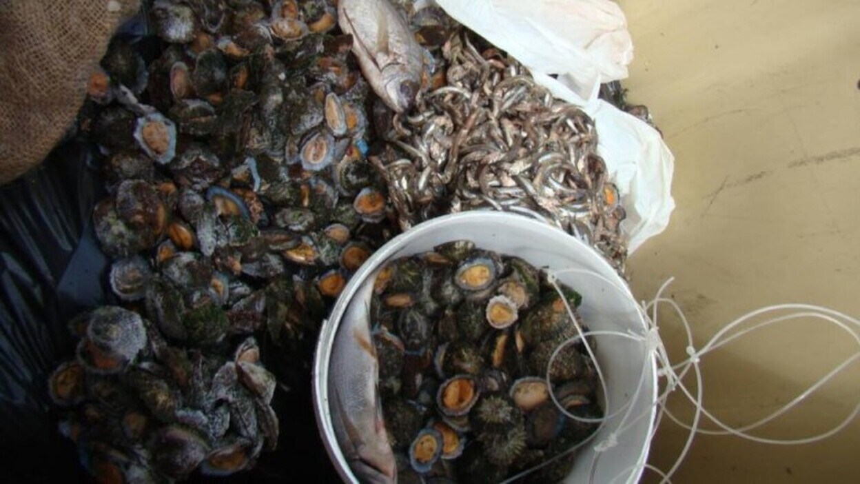 La Policía Canaria se incauta de 12 kilos de pesca y marisqueo en Tinoca