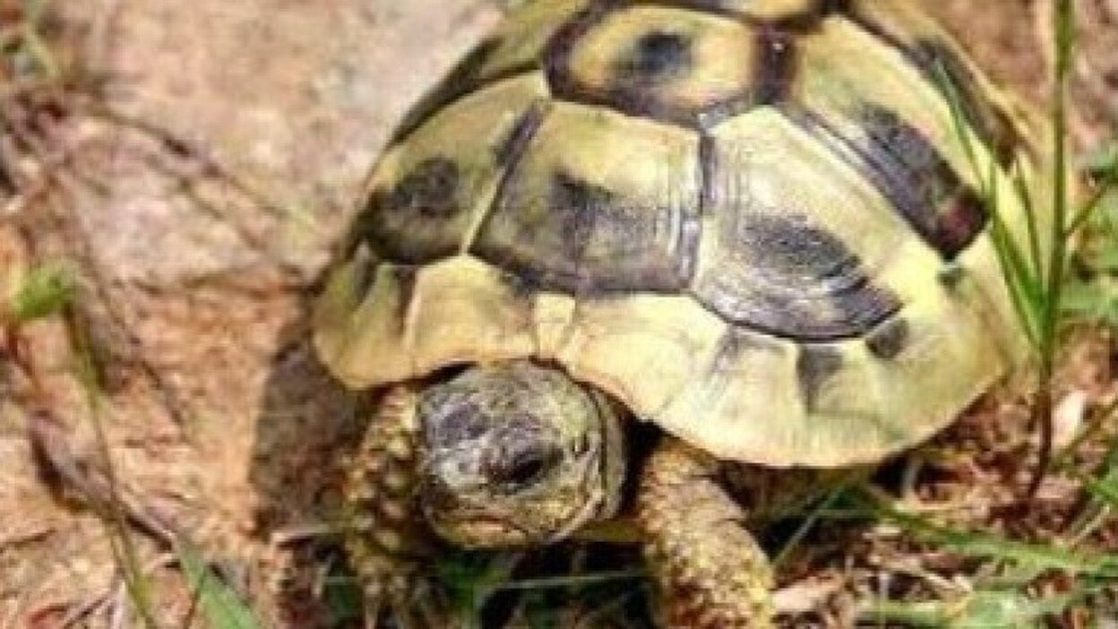 La Policía Canaria interviene una tortuga y una cotorra