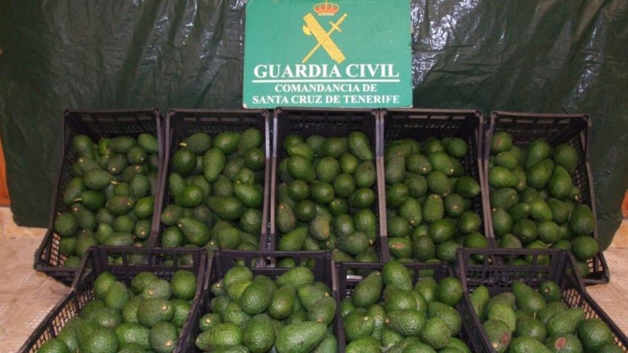 Roba más de 300 kilos de aguacates de una finca