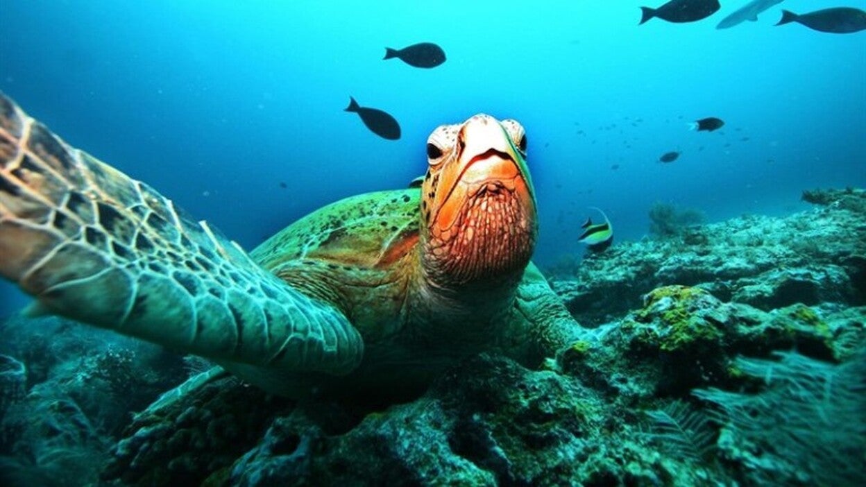 Urge vigilar a las tortugas verdes