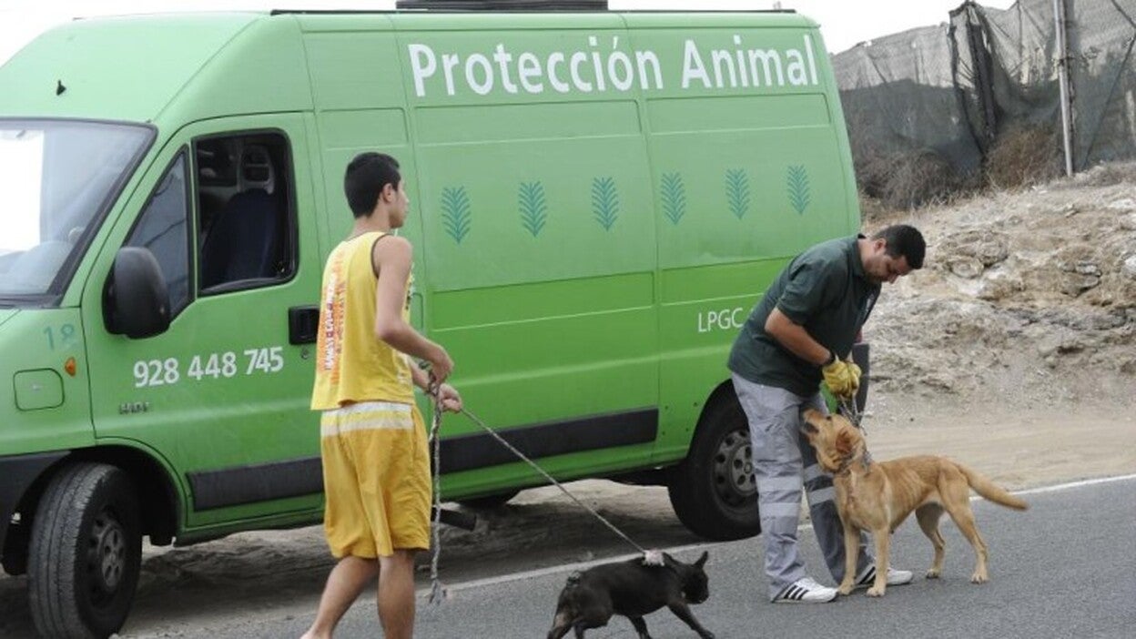 40 euros por cada mascota abandonada en la ciudad