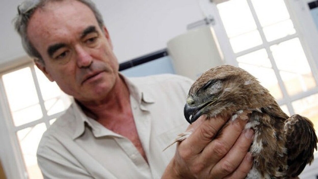 Regresan a la naturaleza dos águilas rescatadas