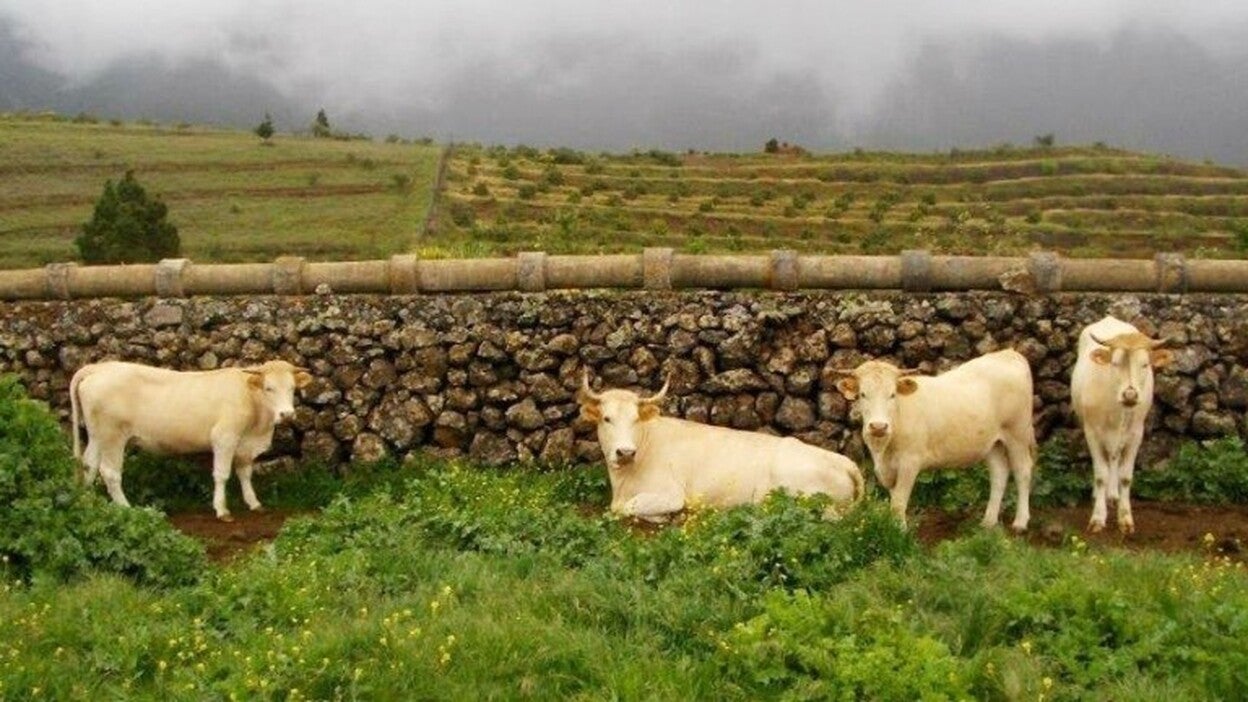 La carne de vacuno palmero puede usar el sello '100% Raza Autóctona'